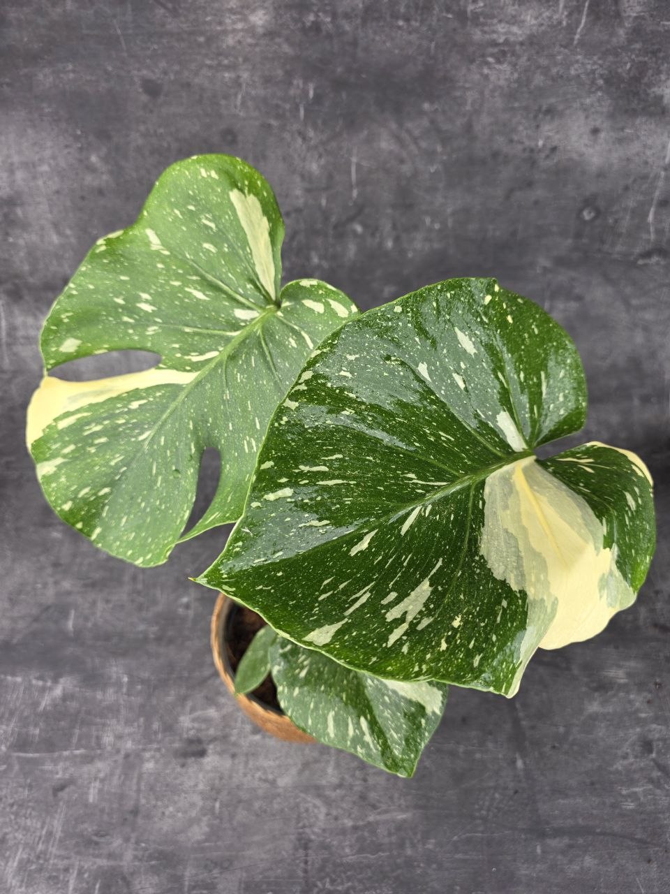 Monstera Thai Constellation 14 cm